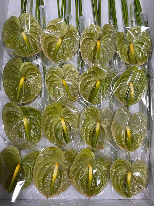 【绿光彩掌】欧丽维斯，芥末绿 商品图5