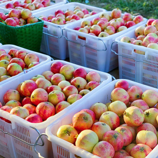 【突尼斯软籽石榴】大理山地生态果园/皮薄籽软颜色红 汁多味甜 / 坏果包赔 放心购买 顺丰包邮 商品图10