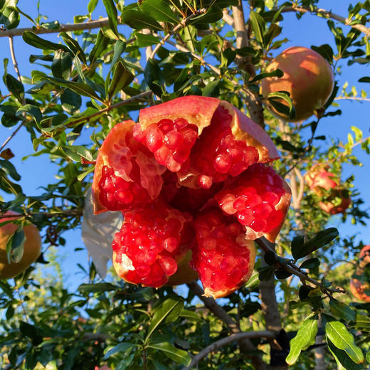 【突尼斯软籽石榴】大理山地生态果园/皮薄籽软颜色红 汁多味甜 / 坏果包赔 放心购买 顺丰包邮 商品图1