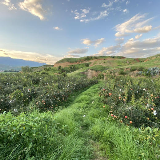 【突尼斯软籽石榴】大理山地生态果园/皮薄籽软颜色红 汁多味甜 / 坏果包赔 放心购买 顺丰包邮 商品图6