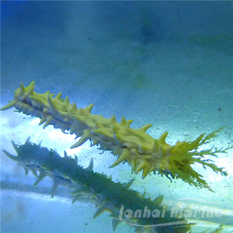 黄金海参