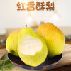 【快递停发，2月26日陆续发货】【陕西 红香酥梨 】甜润酥脆香梨 整箱包邮 商品缩略图0