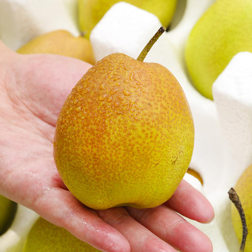 【快递停发，2月26日陆续发货】【陕西 红香酥梨 】甜润酥脆香梨 整箱包邮 商品图2