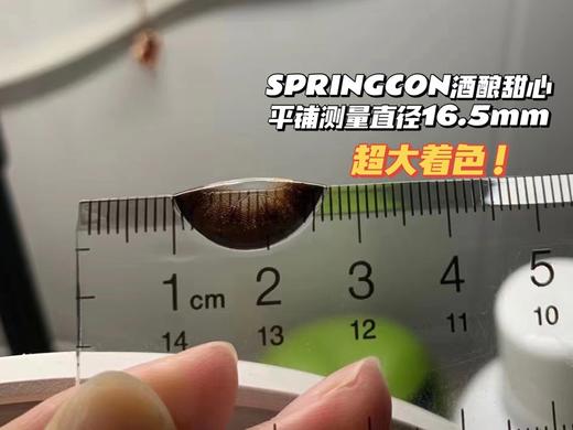【小红书推荐款】Springcon 酒酿甜心，年抛/直径14.5/着色13.9，78/副148/2副178/3副248/4副 商品图11