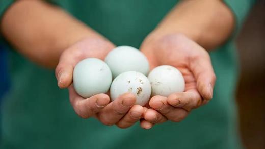 吉耕无公害 散养双拼土鸡蛋/30枚加送10枚/箱 商品图1