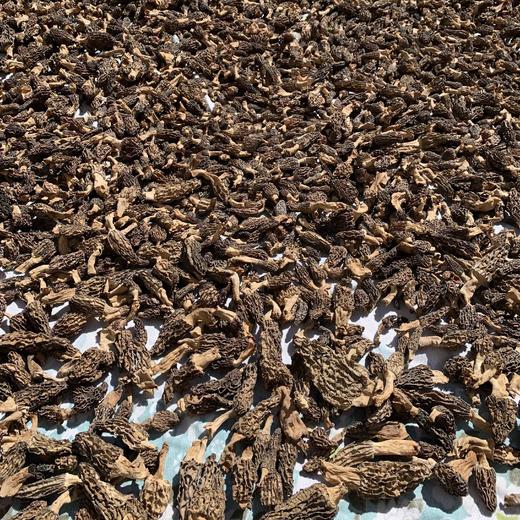 【云南野生羊肚菌】纯野生不掺假 
野生羊肚菌肉厚菌香 新货 包邮 商品图5