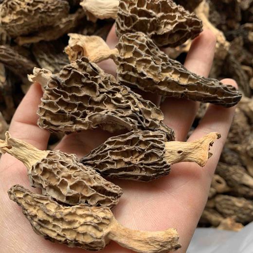 【云南野生羊肚菌】纯野生不掺假 
野生羊肚菌肉厚菌香 新货 包邮 商品图4