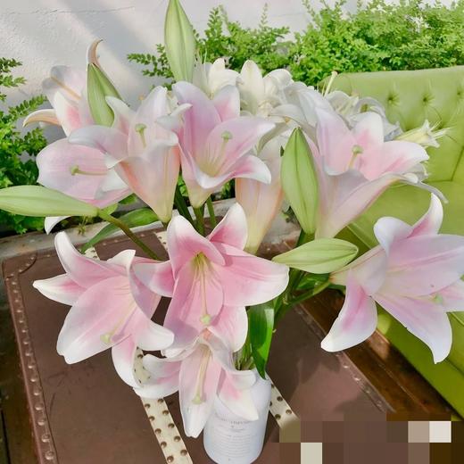 【百年好合】铁炮百合 粉色  3头 5支/扎 商品图4