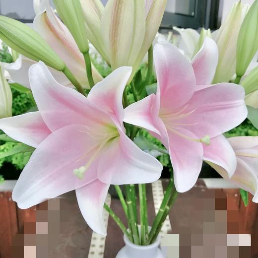 【百年好合】铁炮百合 粉色  3头 5支/扎 商品图5