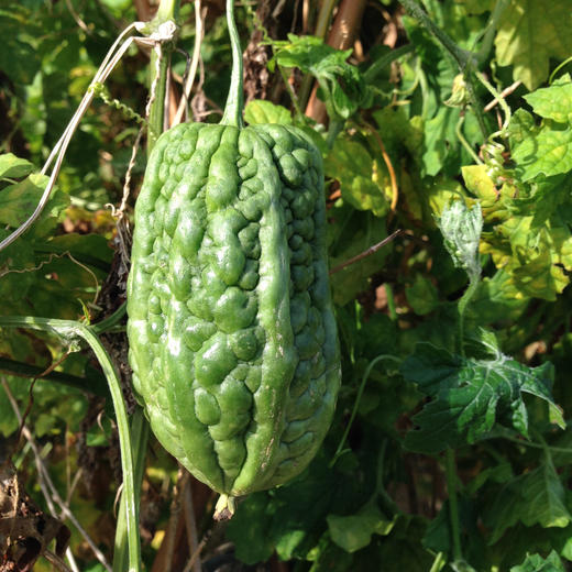 生态苦瓜 | 绿家自产*Eco-momordica charantia | Self-production 商品图4