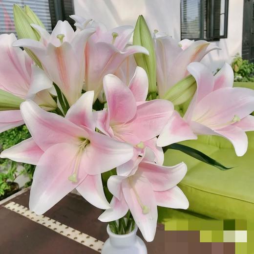 【百年好合】铁炮百合 粉色  3头 5支/扎 商品图3