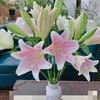 【百年好合】铁炮百合 粉色  3头 5支/扎 商品缩略图2