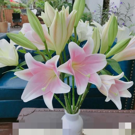 【百年好合】铁炮百合 粉色  3头 5支/扎 商品图2