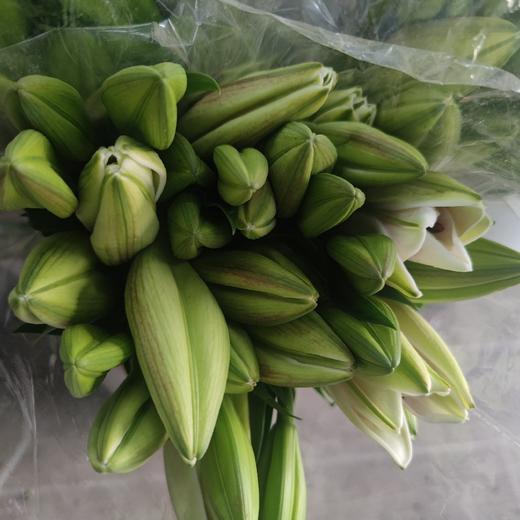 【百年好合】铁炮百合 粉色  3头 5支/扎 商品图7