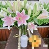 【百年好合】铁炮百合 粉色  3头 5支/扎 商品缩略图0