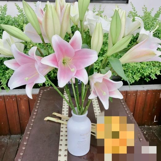 【百年好合】铁炮百合 粉色  3头 5支/扎 商品图0