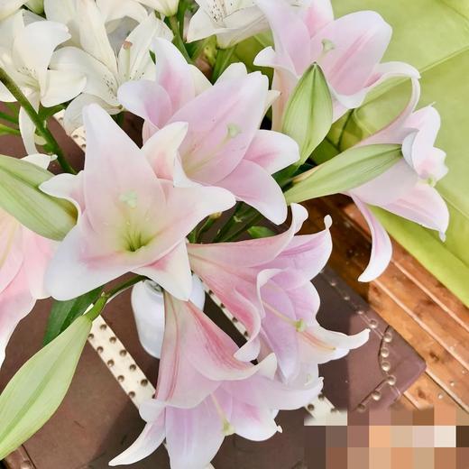 【百年好合】铁炮百合 粉色  3头 5支/扎 商品图1