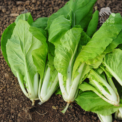 生态快菜 | 绿家自产*Ecological shortorder | In-House Production 商品图2