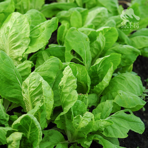 生态快菜 | 绿家自产*Ecological shortorder | In-House Production 商品图1