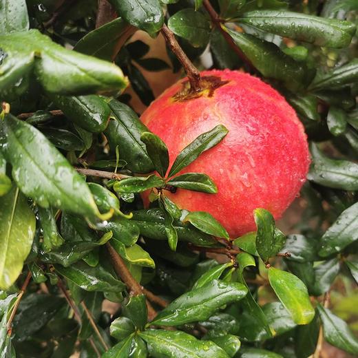 十八寨盐水软籽石榴个6个装/9个装 商品图2