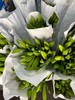 【百年好合】铁炮百合  3头 白色  5枝/扎 商品缩略图9