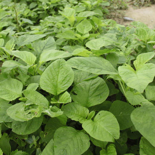 生态苋菜 | 绿家自产*Eco-amaranth | Self-production 商品图2