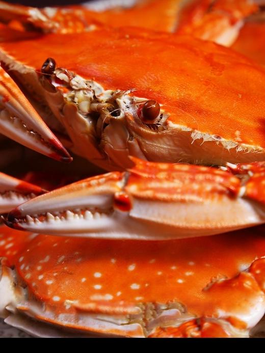 【梭子蟹】 商品图7