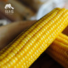 有机糯玉米（鲜食真空包装） | 合作生产* Organic fresh corn | Coproduction 商品缩略图2