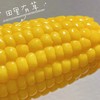 田里有草玉米，甜田苞鲜糯玉米 公主岭玉米 非转基因 200g/根 商品缩略图0