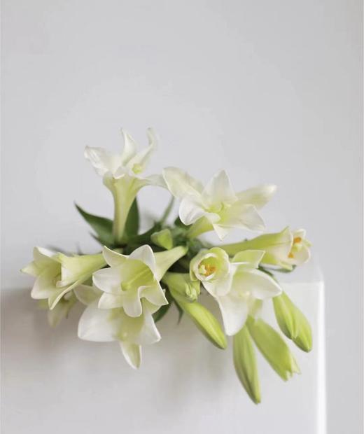 【百年好合】铁炮百合  3头 白色  5枝/扎 商品图4