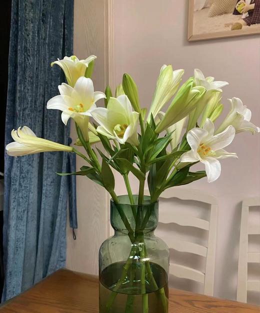 【百年好合】铁炮百合  3头 白色  5枝/扎 商品图2