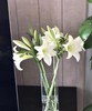 【百年好合】铁炮百合  3头 白色  5枝/扎 商品缩略图7