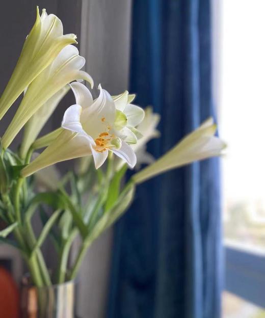 【百年好合】铁炮百合  3头 白色  5枝/扎 商品图6