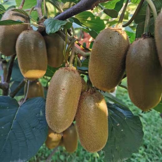 【眉县弥醉猕猴桃】顺丰/京东到家 放软吃 香甜多汁 长猕猴桃 果肉香甜细腻 皮薄肉厚 来自太白山脚下的自然美味 露天种植  3种规格任选 商品图6