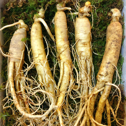 （永久下架）【吉林鲜参】长白山5年园参 商品图0