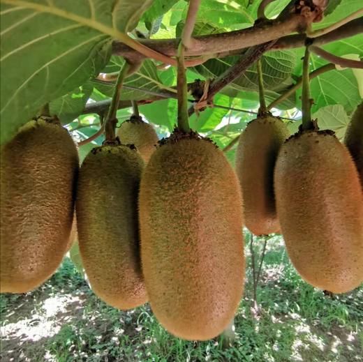 【眉县弥醉猕猴桃】顺丰/京东到家 放软吃 香甜多汁 长猕猴桃 果肉香甜细腻 皮薄肉厚 来自太白山脚下的自然美味 露天种植  3种规格任选 商品图0