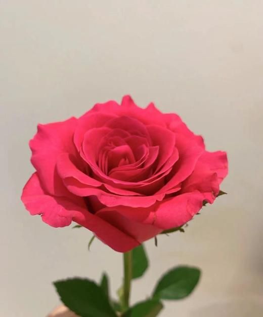 【秒杀福利】高胜 （高盛）20枝/扎 商品图1