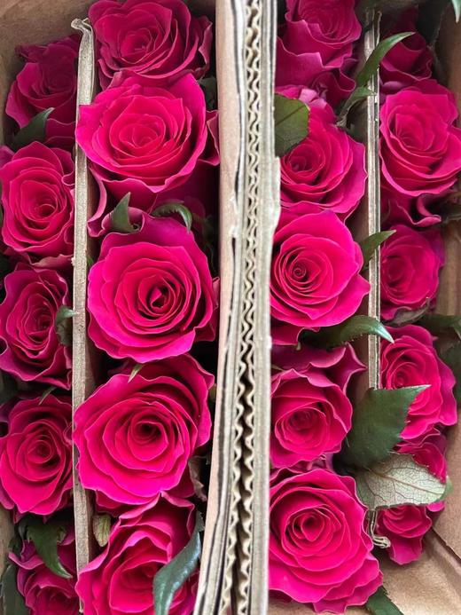 【秒杀福利】高胜 （高盛）20枝/扎 商品图3