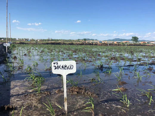 【2025年新米套餐更优惠】【国家科研基地-五常水稻研究所直供】妈妈米呀 正宗五常稻花香2号大米（绿色A级） 商品图1