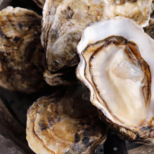 【单只现货】布锐琪·马奥伦甄选生蚝(La Bourriche · Spéciales Grand Cru, Marennes-Oleron) 商品图2