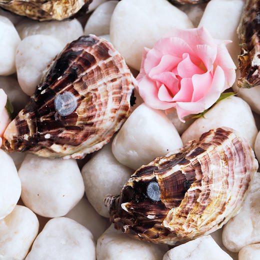 【9折现货】玫瑰粉钻生蚝 (Tarbouriech) 商品图3