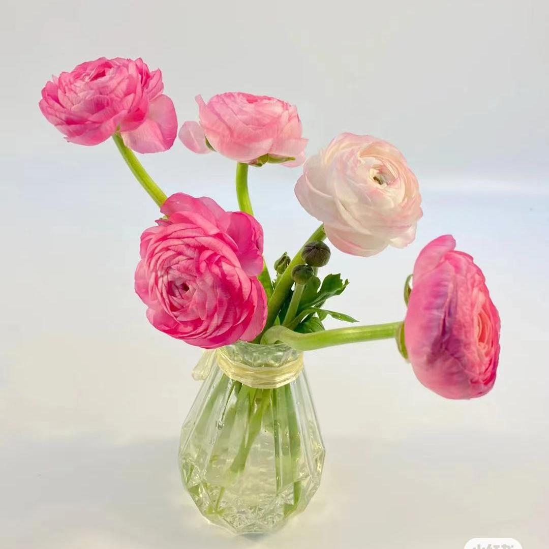 【jc】zy-麦秆菊 随机粉色系【4】