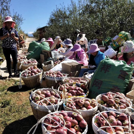 【码帮溯源 济南仓直发】正宗新疆·红旗坡阿克苏冰糖心苹果 10斤装精品大果 新鲜上市 商品图2