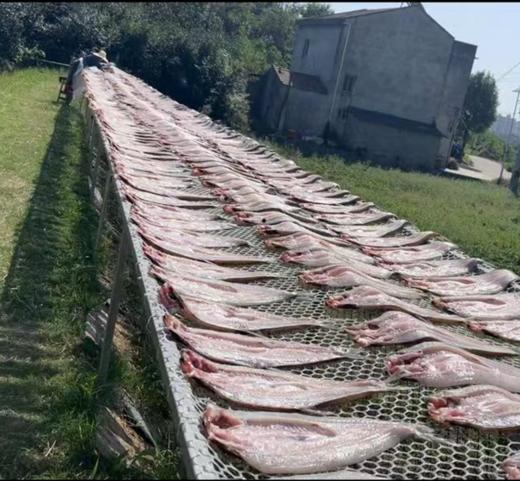 【武汉.黄陂】江城百臻木兰渔翁大白刁6斤正负0.2斤（4-6条） 商品图6