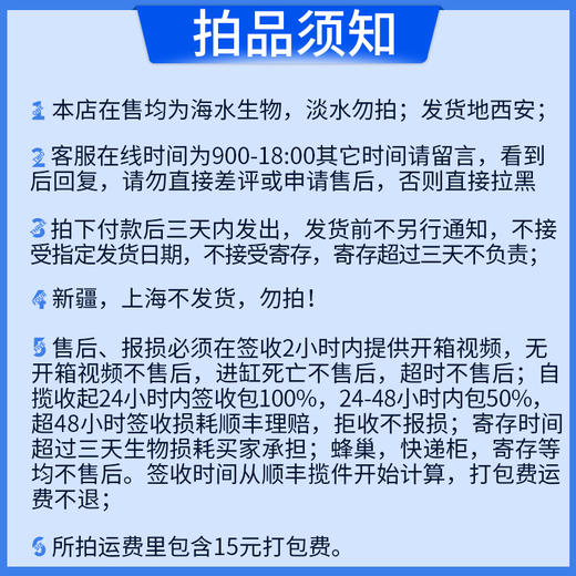 黄肚蓝魔Chrysiptera hemicyanea 商品图2
