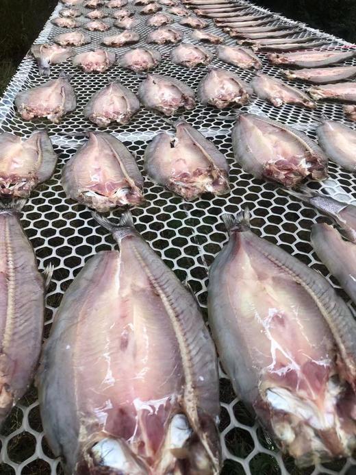 【武汉.黄陂】江城百臻木兰渔翁大白刁6斤正负0.2斤（4-6条） 商品图5