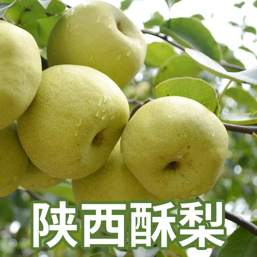 【陕西】光果酥梨5斤/10斤 商品图0