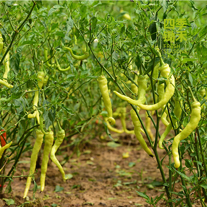 龙游白椒(微辣 350g)