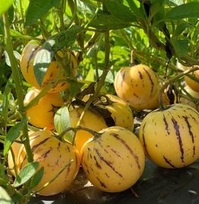 云南石林风化石人参果