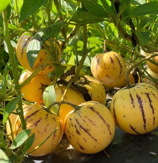 云南石林风化石人参果 商品图0